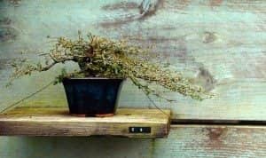 Bonsai Zen. 5 Dicas para produtividade ao trabalhar em casa e não cair na rotina.