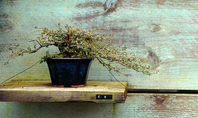 Bonsai Zen. 5 Dicas para produtividade ao trabalhar em casa e não cair na rotina.