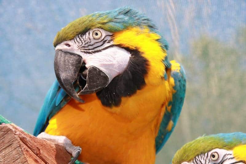 papagaio amarelo