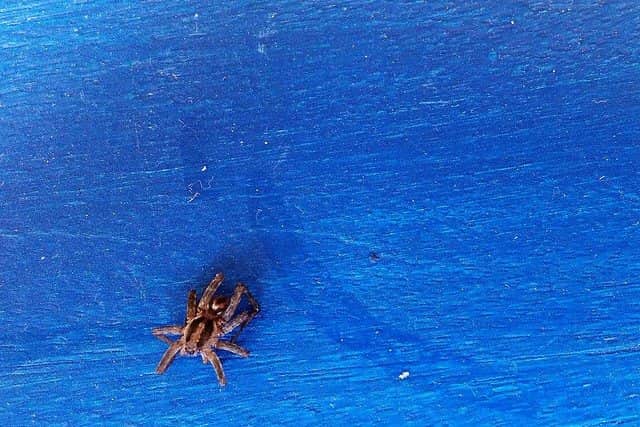 Uma das espécies de aranhas em Tiradentes, Minas Gerais