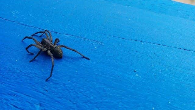 Lycosa Erythroognata (aranha de jardim ou aranha de grama) em Tiradentes, Minas Gerais